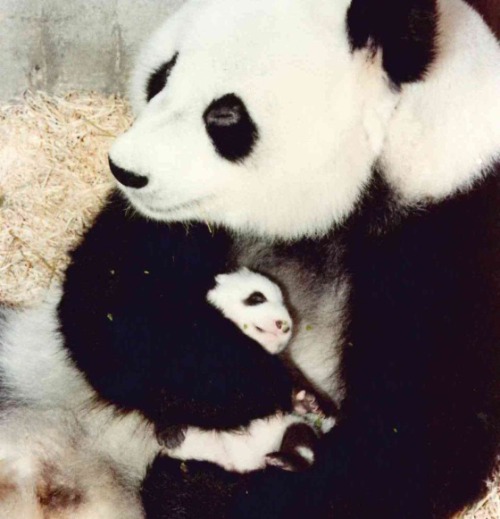Story of a pandaIn a corner of Madrid’s zoological park a monument was erected in 1997 in memory of 