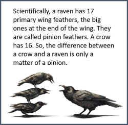 virtualpoetoaster:    A Raven and a pun,