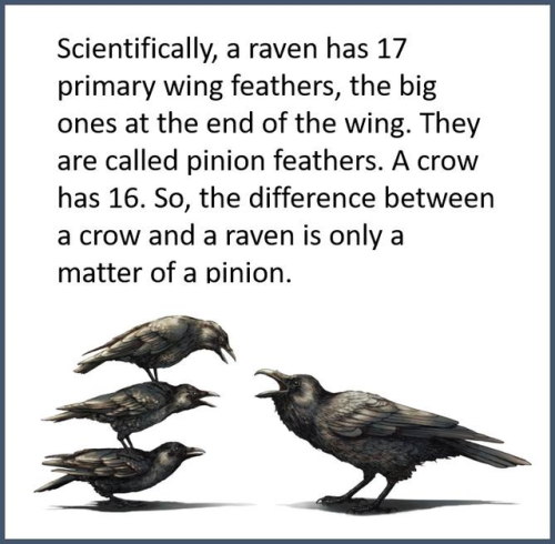 virtualpoetoaster:    A Raven and a pun, porn pictures