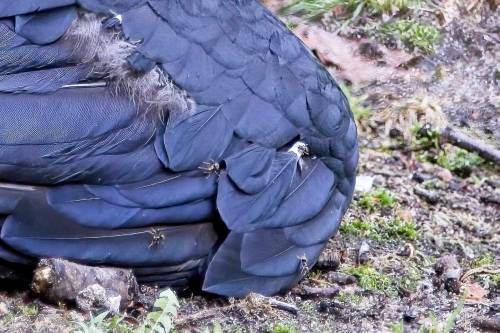 Special Feather Care.