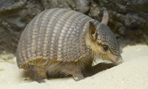 end0skeletal: The screaming hairy armadillo (Chaetophractus vellerosus ) is native to parts of Argen