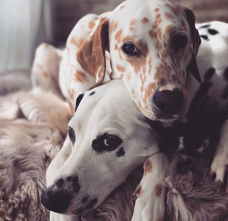 friendly-animals:  (Source)  @slothman-1 and slothgirl6 in Dalmatian form ♥️💖💗💜