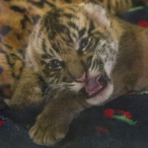 sdzsafaripark:  Sumatran tiger cub by Penny Hyde  