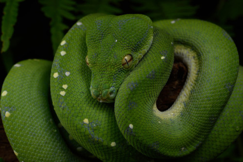 mehelya: Morelia viridis