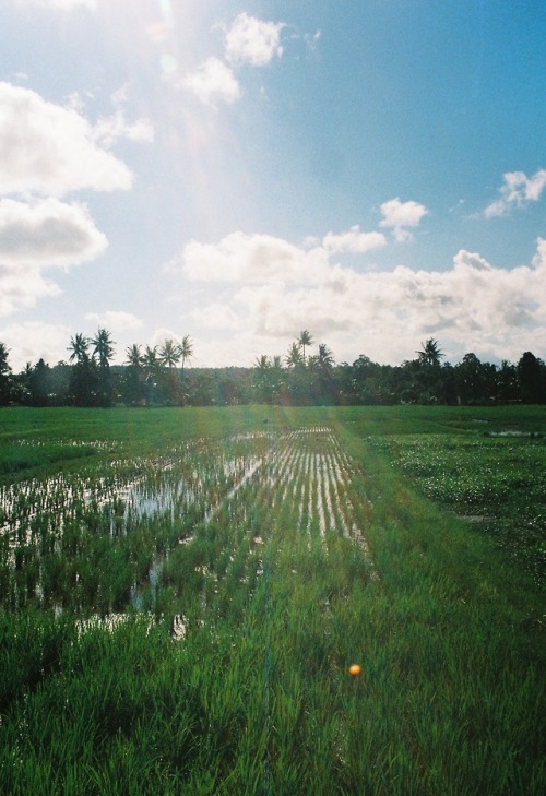 Paddies - Kodak Portra 800, Minolta Dynax 5000i - Yogyakarta, Indonesia - February 2018