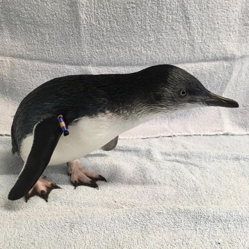 catsuggest: neaq: Here’s Miramar, one of the littlest little blue penguins at the New England 