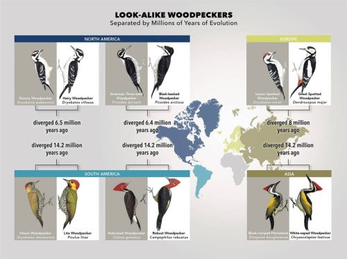 typhlonectes:    Are Woodpeckers Evolving To Look Like Each Other? A New Study Says YesBy Marc Devokaitis  Downy and Hairy Woodpeckers are a classic case of confusing species. Both woodpeckers sport similar black-and-white plumages, males of both species