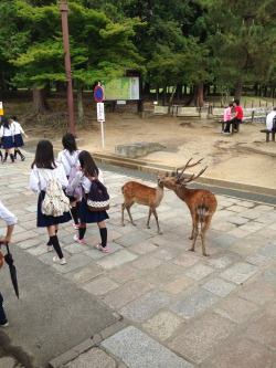 felixjapan:  Nara, Japan photo taken by me