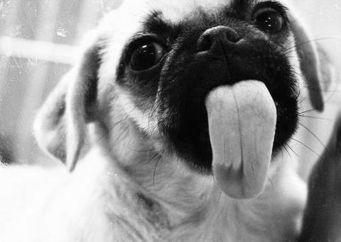 Amoravel