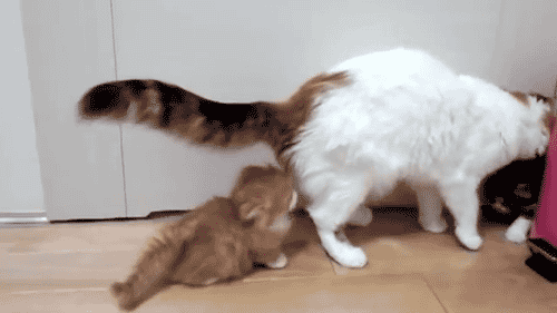 awwww-cute:  The cutest startled kitten you’ll see 