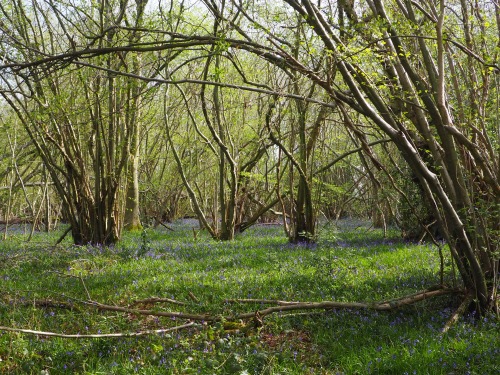 Foxley Wood, NorfolkApril 2022