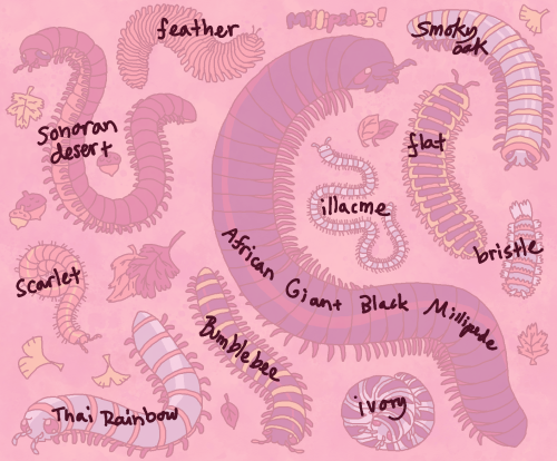 here are the names of the buggy friends I’ve drawn recently, thought it might be interesting t