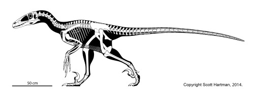 skeletaldrawing:(Most) everyone’s favorite dromaeosaur Deinonychus antirrhopus walking around withou