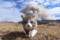 awwww-cute:  Cool guys don’t look at explosions