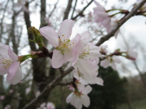 eisakux:  瀬田公園の桜。