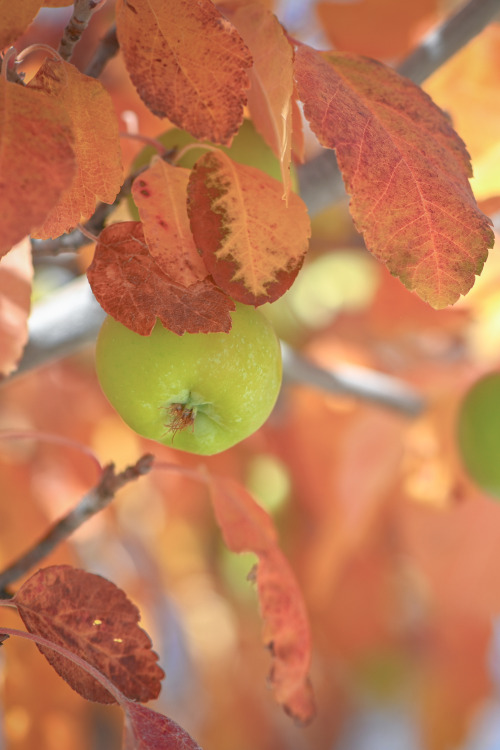 Fall Apple