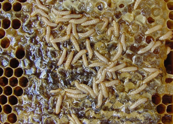 Exhibit of faeces