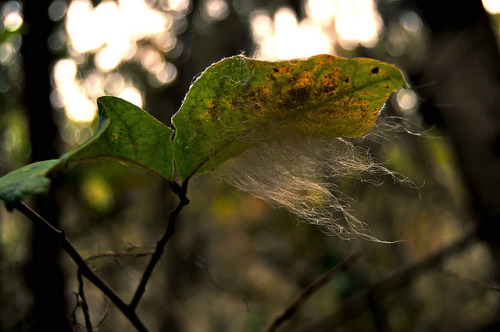Hairy leaf by dotstephanie on Flickr.