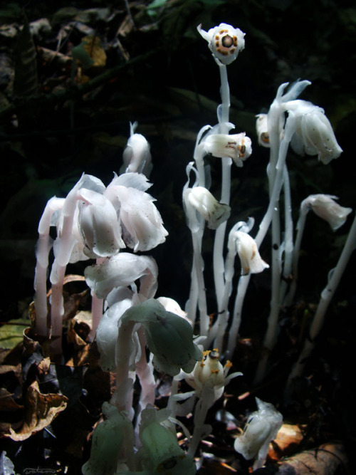 frolicingintheforest:Indian Pipe(Monotropa uniflora)