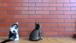 babyanimalposts:  feeling down? you need this baby animal blog