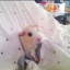 little-diminie