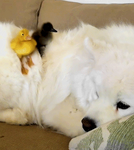 Cute Dog GIFs POPSUGAR Pets