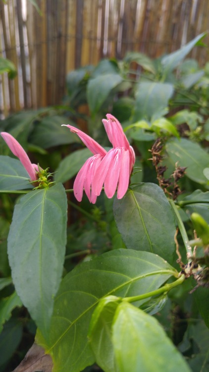 Justicia brasiliana is in the family Acanthaceae. Commonly known as Brazilian shrimp plant, it is na