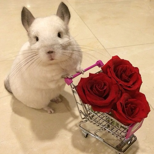 XXX thecutestofthecute:  Bubu The Chinchilla  photo