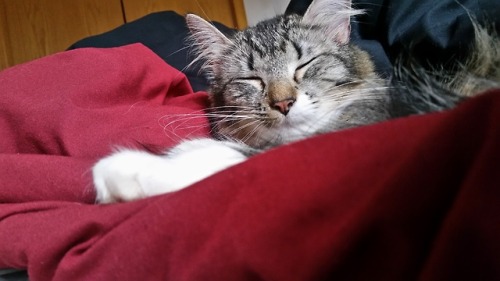 tired buddy