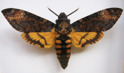 fuskida:  Death’s-head Hawkmoth Though the Death’s-head Hawkmoth is completely harmless, it has earned quite the reputation for itself. There are actually 3 species, but the most well known and pictured here is Acherontia atropos. The vaguely skull-shaped