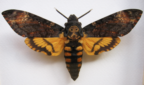 twistedtwinsproductions: coyotesaint: Death’s-head Hawkmoth Hello, little death dealer.