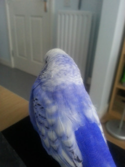 budgiechops:  I was admiring Pix’s gorgeous