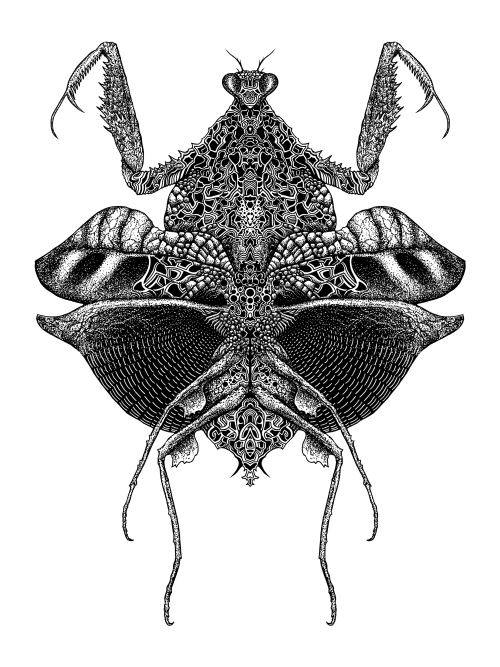 Leaf Mimic Mantis (2016)