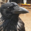birdwitdaravioli