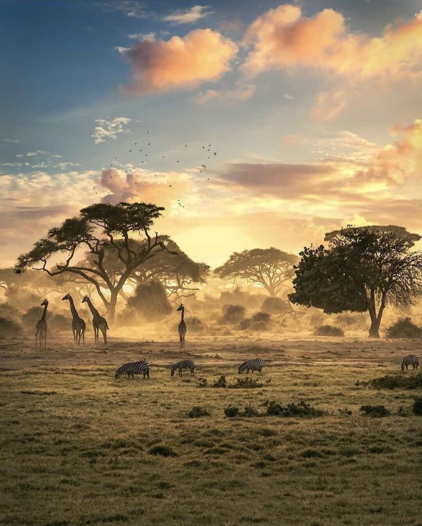 Serengeti’de yeni günün...