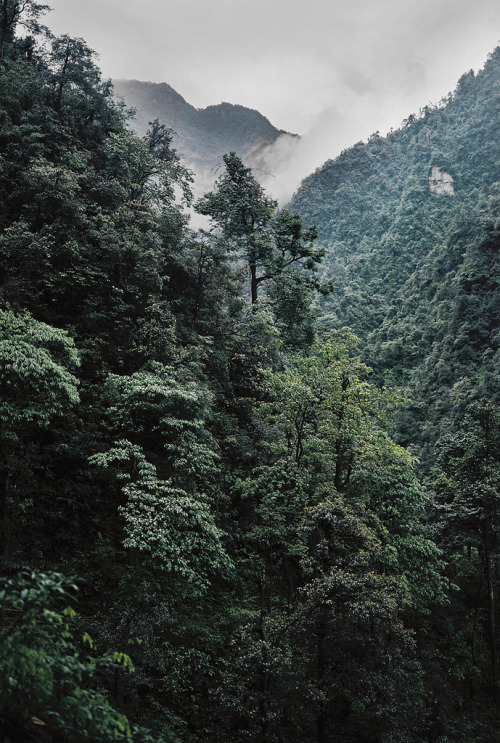 raises:   nature/vintage blog    