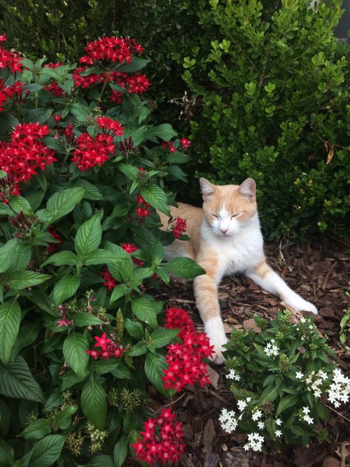 my smol child in some flowers(submitted by @pro-cats-stination)