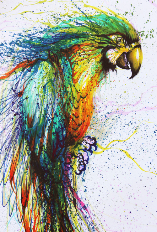 huatunan:  色彩鹦鹉。color parrot