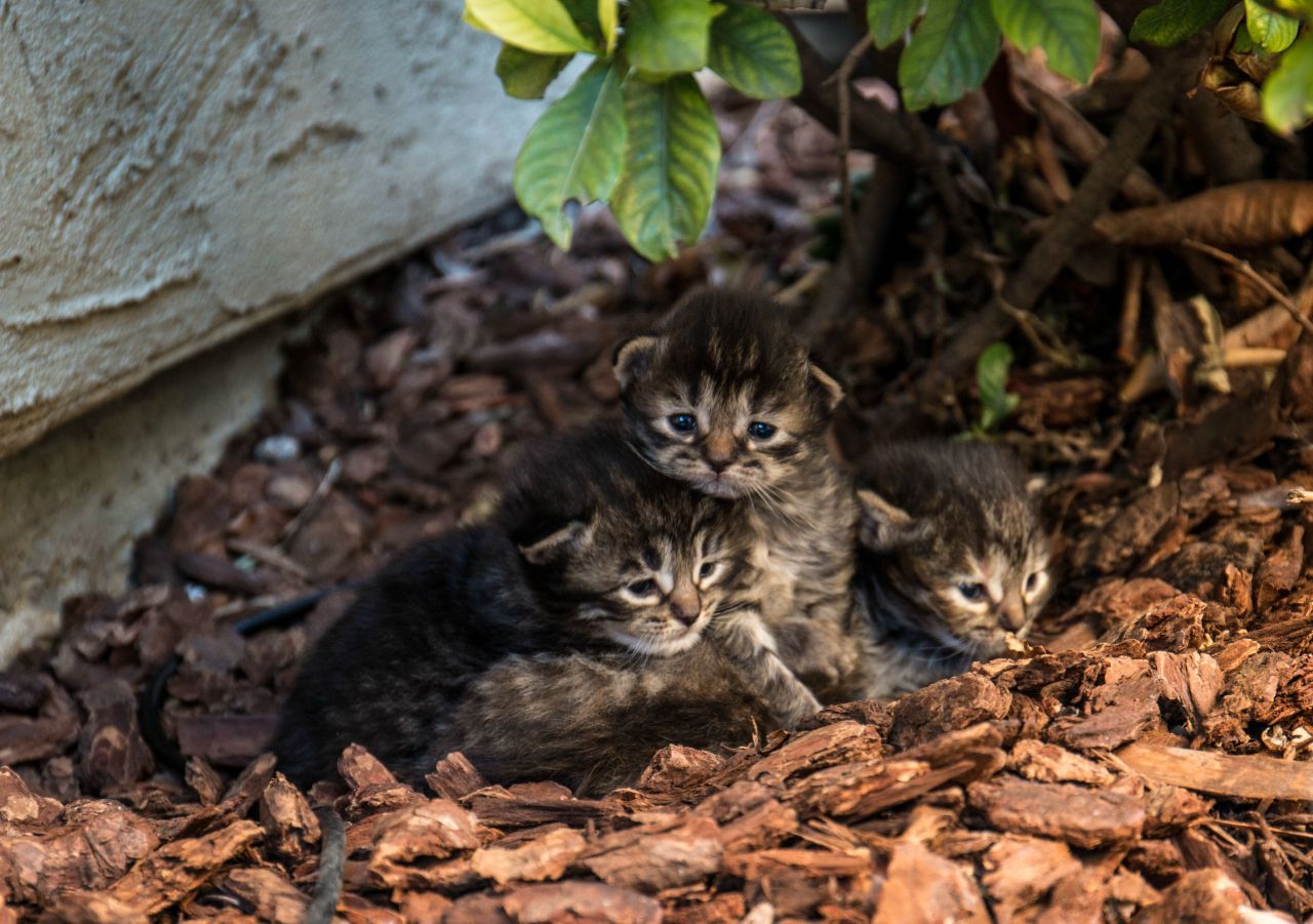 Stray kittens in my backyard (Source: http://ift.tt/1EDV0GE)