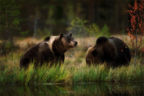 fuck-yeah-bears:  Bears in the night by Danilo Ernesto Melzi