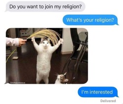 Cat Memes Only