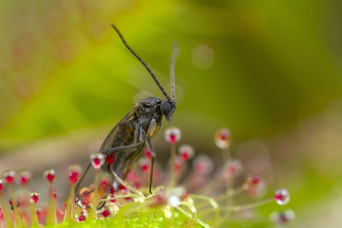 Death is Life, for Sundews.Species of the genus Drosera are commonly known as sundews. They are wide