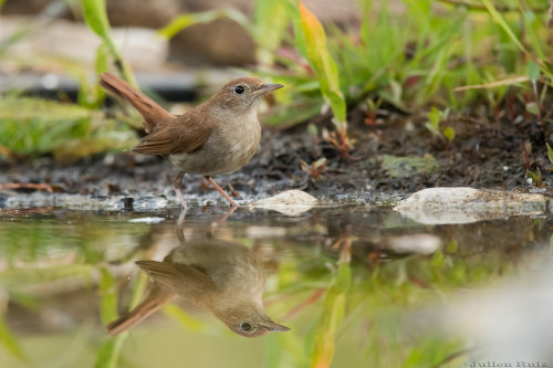 [Species] | Common nightingaleThe common nightingale (Luscinia megarhynchos) is a small migratory Eu