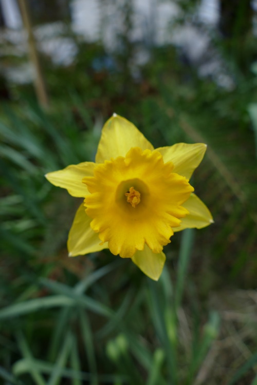 A daffodil in my garden in February 2019