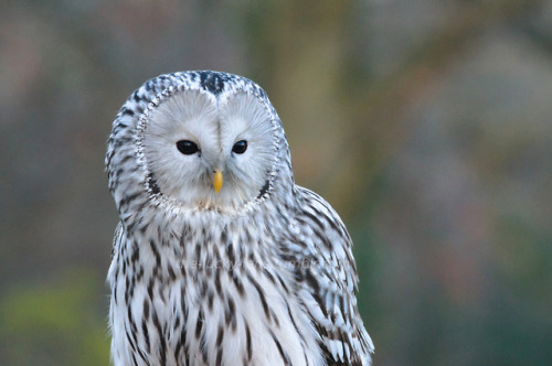 Ural owl (Strix uralensis)