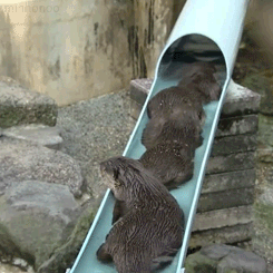 mithingthepoint:zing-noir:minhonoo:River otters at the Zoological &amp; Botanical Garden in