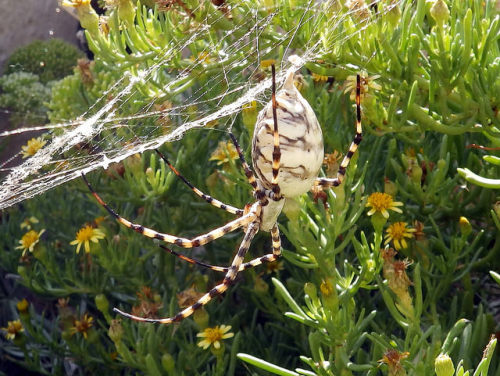 bugparent: spiderbettie: spiders-spiders-spiders: Argiope lobata, Lobed argiope by Amante Darma