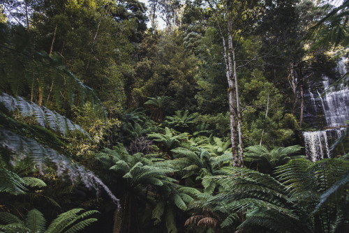 stephaniedolen - tree ferns at russell falls, mount field...