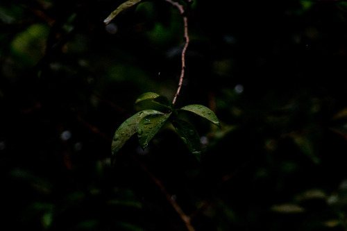 Jaboticaba tree leaves w/ water drops rainyday.Photo by Paulisson Miura, 2020.FACEBOOK // FLICKR // 