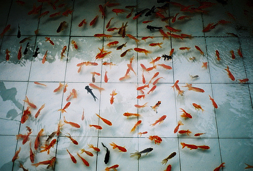 fishyprincessx